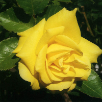 Роза флорибунда Фрезия купить