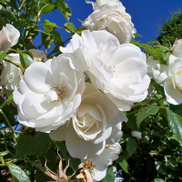 Троянда флорибунда Айсберг купить