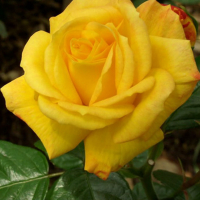 Троянда флорибунда Артур Белл купить