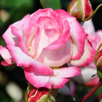 Троянда флорибунда Світхарт купить