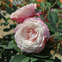 Троянда флорибунда Розенфешинейшн купить