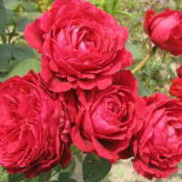 Троянда флорибунда Чотири Вітри купить