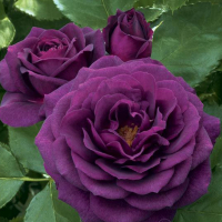 Троянда флорибунда Ебб Тайд купить