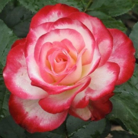 Роза флорибунда Ювілей принца Монако купить