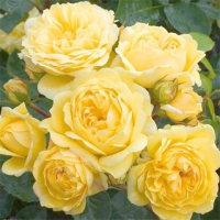 Троянда флорибунда Еллоу Мейлав купить