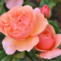 Троянда флорибунда Тантау купить