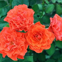 Троянда флорибунда Бранд Піксі купить