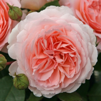 Троянда флорибунда Мерхензаубер купить