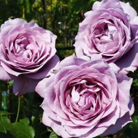 Роза флорибунда Новаліс rustique купить