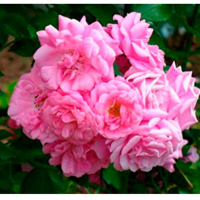 Троянда плетиста Chaplins Pink (Чаплінз Пінк) купить