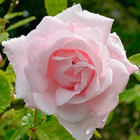 Троянда плетиста New Dаwn (Нью Даун) купить