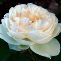 Троянда плетиста Шнівальцер (Schneewalzer) купить