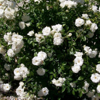 Троянда плетиста Айсберг купить