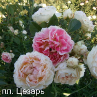Троянда плетиста англійська Цезар купить
