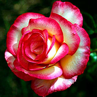 Роза плетистая Хендель купить