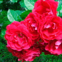 Троянда плетиста Flammentanz (Фламентант) купить