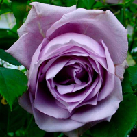 Троянда плетиста Blue Moon (Блю Мун) купить