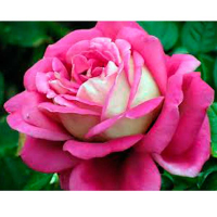 Троянда плетиста Сива Дама (Garden Queen) купить