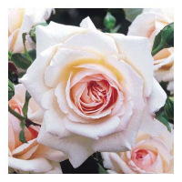 Троянда плетиста Пенні Лейн 3л купить