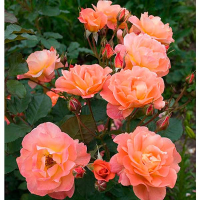 Роза плетистая Korwest (Корвест) купить