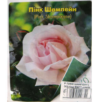 Роза плетистая Pink Shampagne (Пинк Шампейн) купить