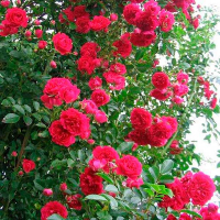 Троянда плетиста Симпатія купить