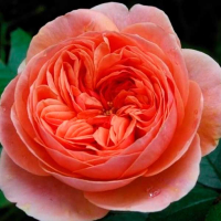 Троянда шраб англійська Чіп і Дейл купить