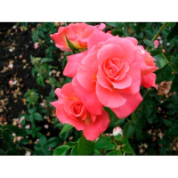 Троянда плетиста Шогун купить