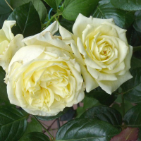 Троянда плетиста Ельф купить