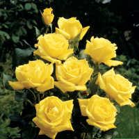 Троянда плетиста Голденштерн купить