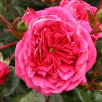 Троянда плетиста Laguna (Лагуна) купить