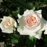 Троянда плетиста Шванензее купить