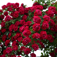 Троянда плетиста Фемелі Ред купить