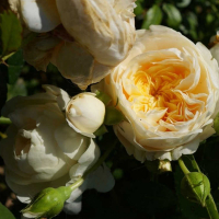 Троянда плетиста Перпешуалі Йорс купить