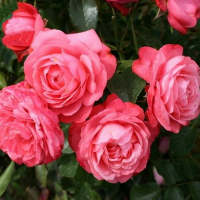 Роза плетистая Розанна купить