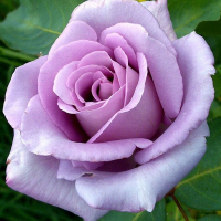 Троянда плетиста Blue Moon (Блю Мун) купить