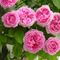 Троянда плетиста Етюд купить