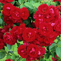 Троянда плетиста Flammentanz (Фламентант) купить