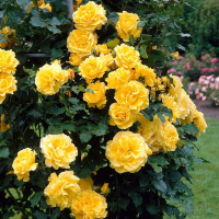 Роза плетистая Golden Showers (Голден Шауэрс) купить