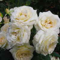 Троянда плетиста Schneewalzer (Шневальцер) купить