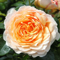 Троянда плетиста Ginger Syllabub (Джинджер Сіллабаб) купить