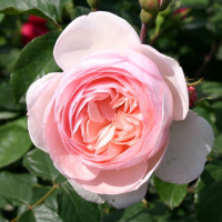 Троянда шраб англійська Херітейдж купить