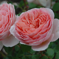 Троянда шраб англійська Абрахам Дербі купить