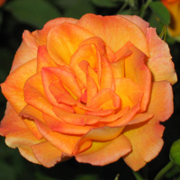 Троянда шраб Сахара купить