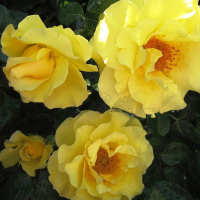 Троянда плетиста Голденштерн купить