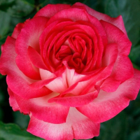 Троянда плетиста Антик купить