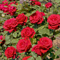 Троянда плетиста мікс купить