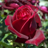 Троянда плетиста мікс купить