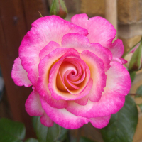 Троянда плетиста Фемелі Світ (Family Sweet) купить