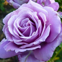 Троянда плетиста Індиголетта купить